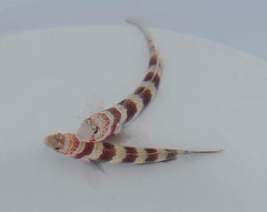 Amblyeleotris wheeleri