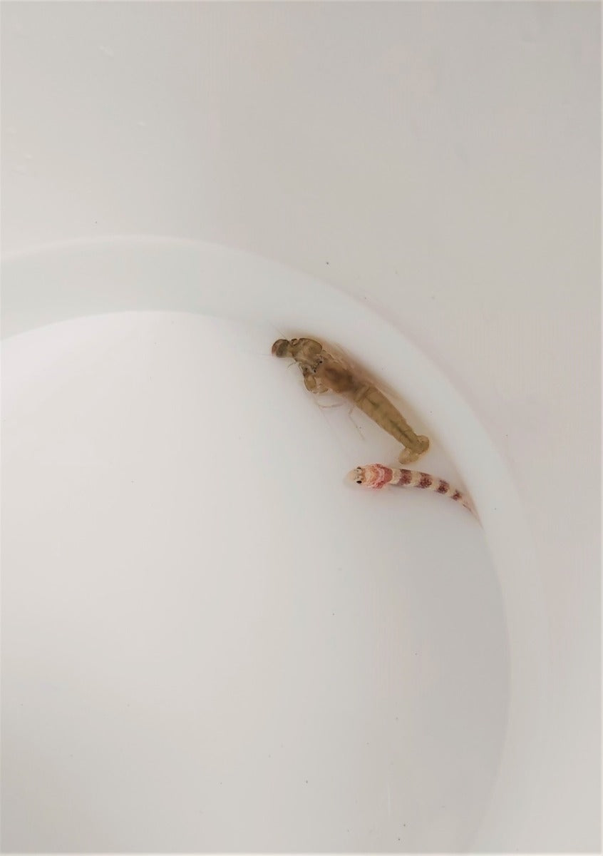 Amblyeleotris wheeleri + Alpheus spp.