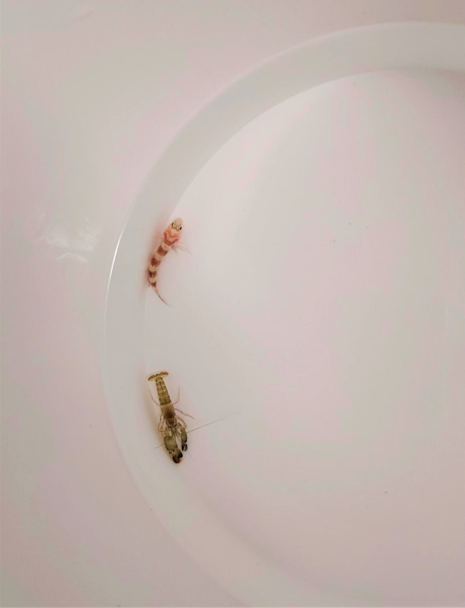 Amblyeleotris wheeleri + Alpheus spp.