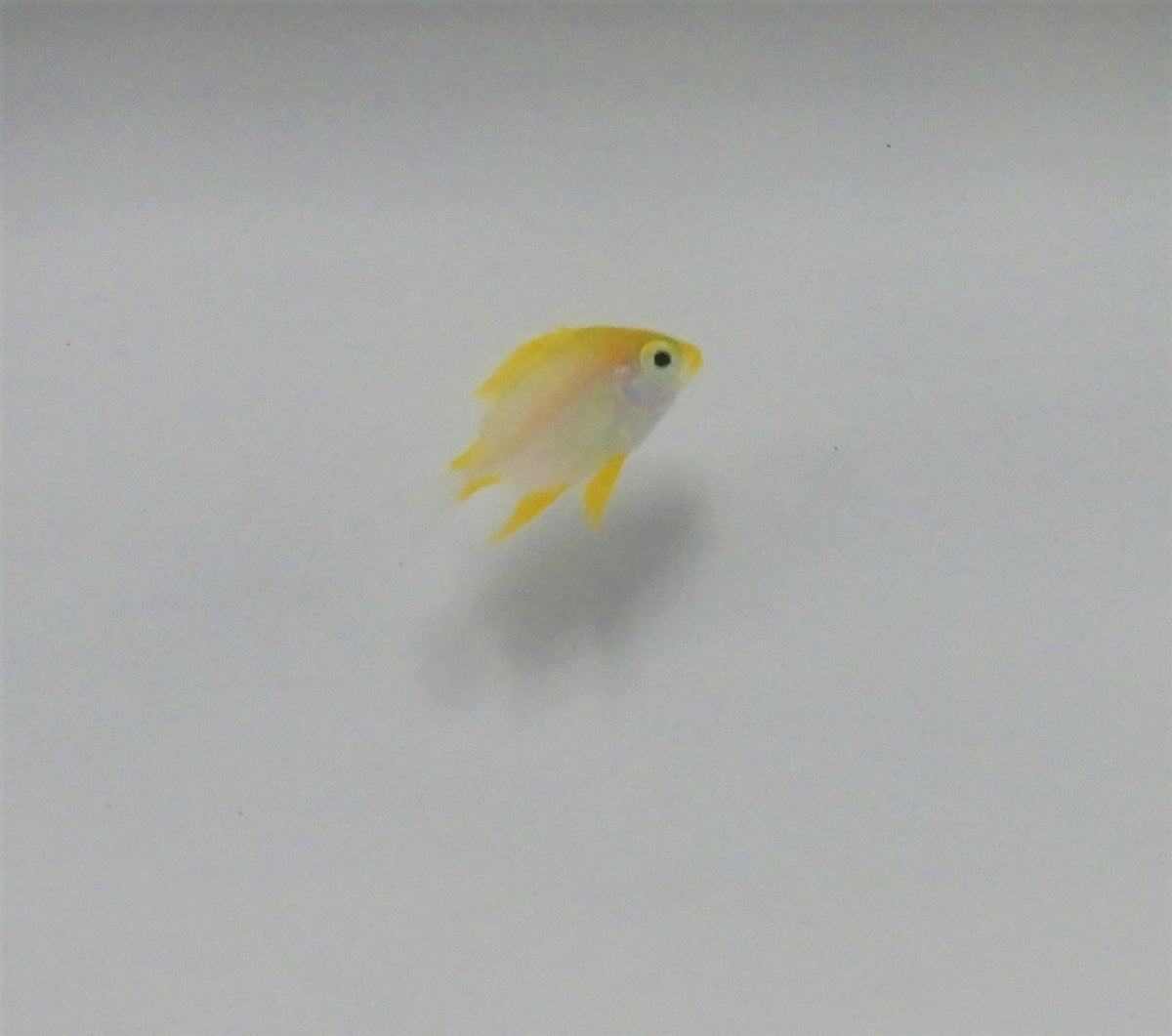 Amblyglyphidodon aureus