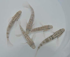 Amblygobius bynoensis