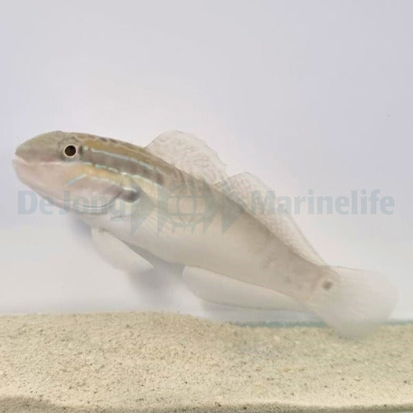 Amblygobius bynoensis
