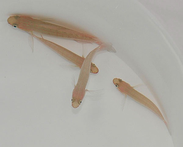 Amblygobius decussatus