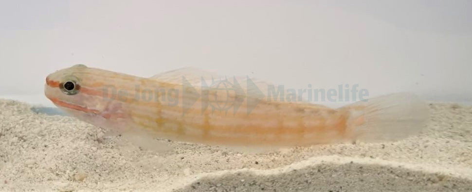 Amblygobius decussatus