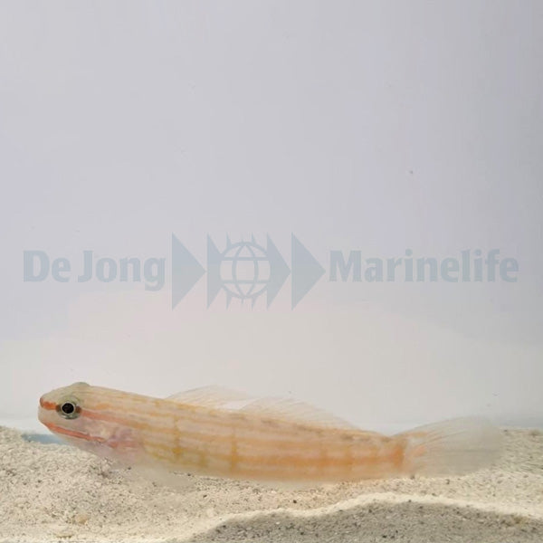 Amblygobius decussatus