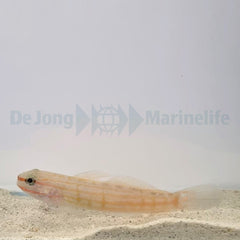Amblygobius decussatus