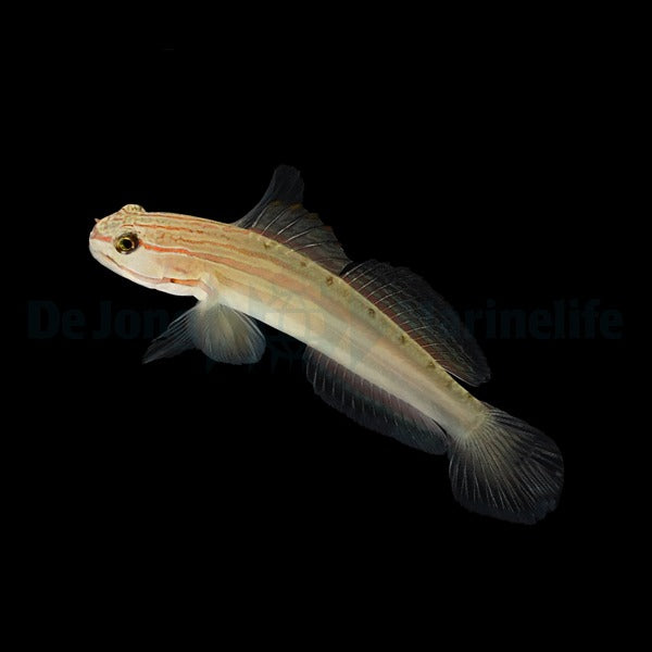 Amblygobius nocturnus