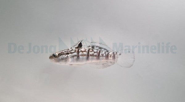 Amblygobius phalaena - T.B.