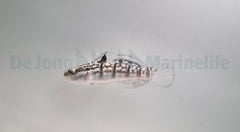 Amblygobius phalaena - T.B.