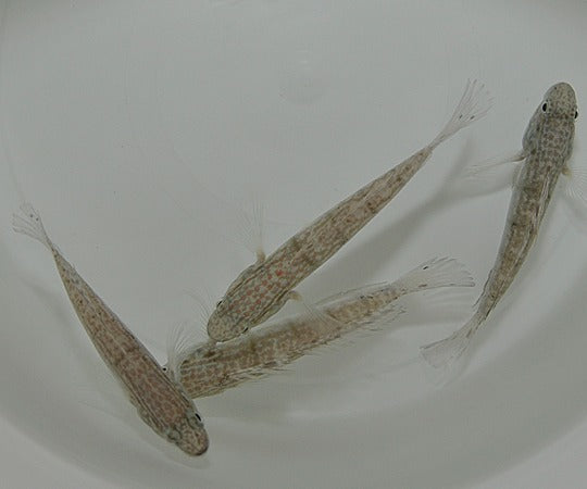 Amblygobius phalaena