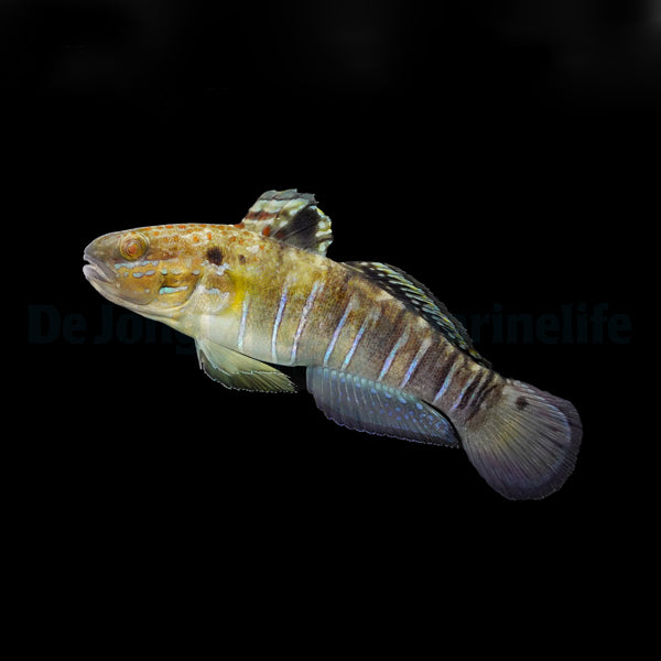 Amblygobius phalaena - T.B.