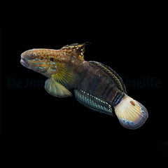 Amblygobius phalaena