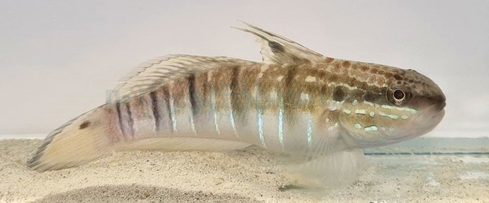 Amblygobius phalaena