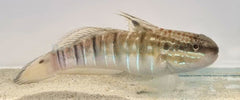 Amblygobius phalaena