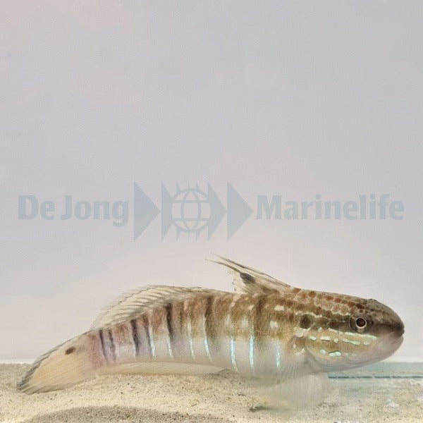 Amblygobius phalaena