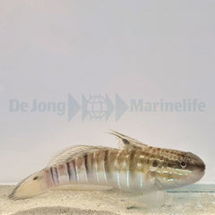 Amblygobius phalaena
