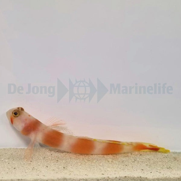 Amblyeleotris aurora