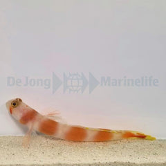 Amblyeleotris aurora