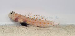 Amblyeleotris guttata