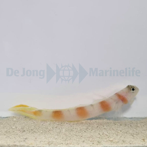 Amblyeleotris yanoi
