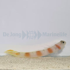 Amblyeleotris yanoi