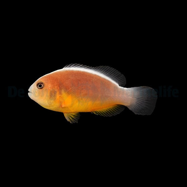Amphiprion akallopisos - DJM Bred
