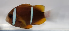 Amphiprion akindynos (Australia)