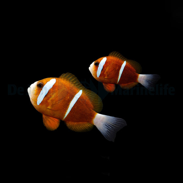 Amphiprion akindynos (Australia) (pair)
