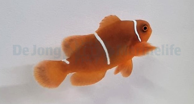 Amphiprion biaculeatus - DJM Bred