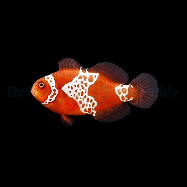Amphiprion biaculeatus - gibbosus (Lightning) - DJM Bred