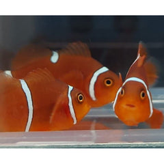 Amphiprion gibbosus (Morscode) - DJM Bred