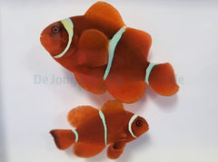 Amphiprion biaculeatus (pair)