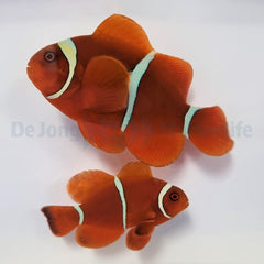 Amphiprion biaculeatus (pair)