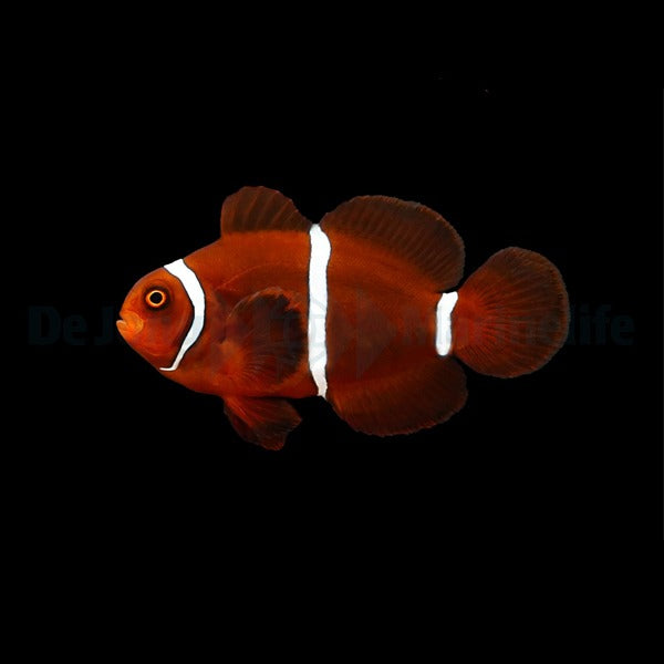 Amphiprion biaculeatus - DJM Bred