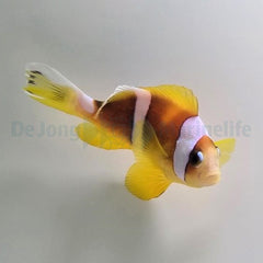 Amphiprion bicinctus (Pearl Eye) - T.B.