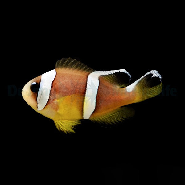 Amphiprion bicinctus (Pearl Eye) - DJM Bred
