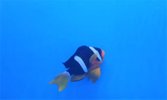 Amphiprion cf. clarkii (Arabia)