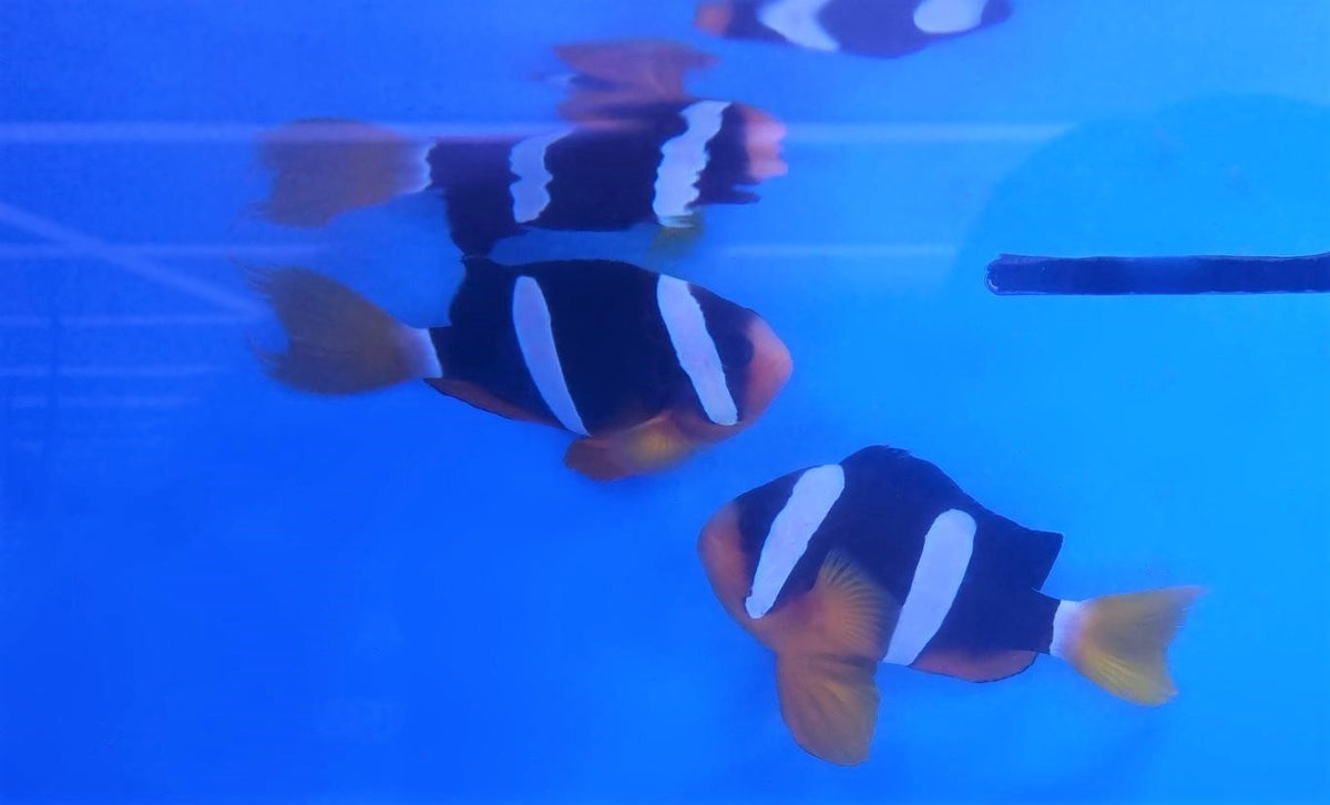 Amphiprion cf. clarkii (Arabia) (pair)