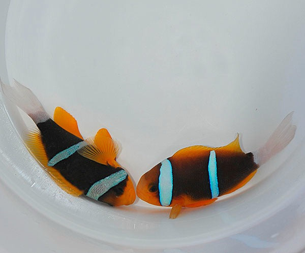 Amphiprion chrysopterus (pair)