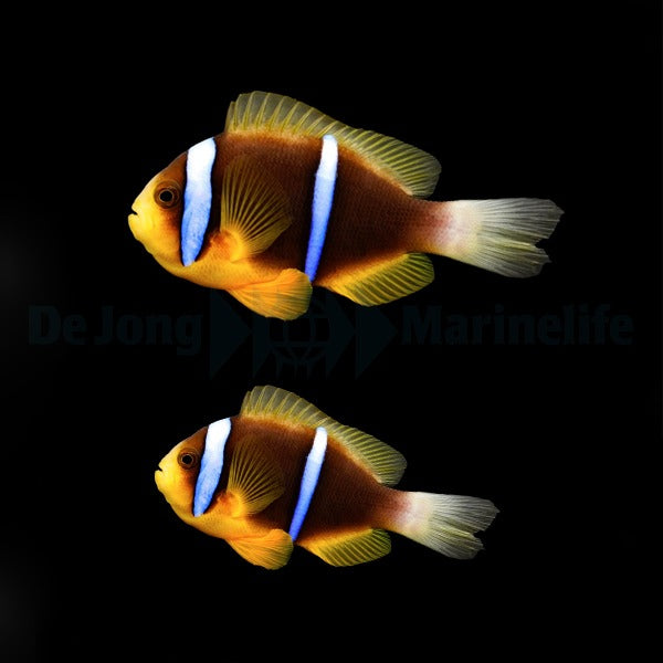 Amphiprion chrysopterus (pair)