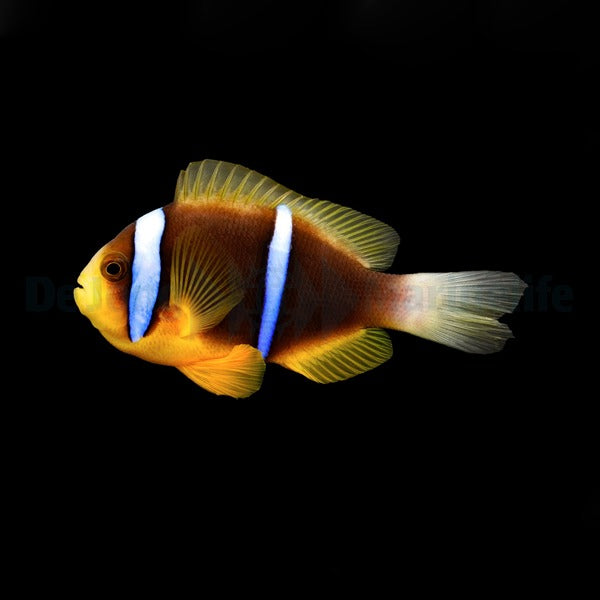 Amphiprion chrysopterus