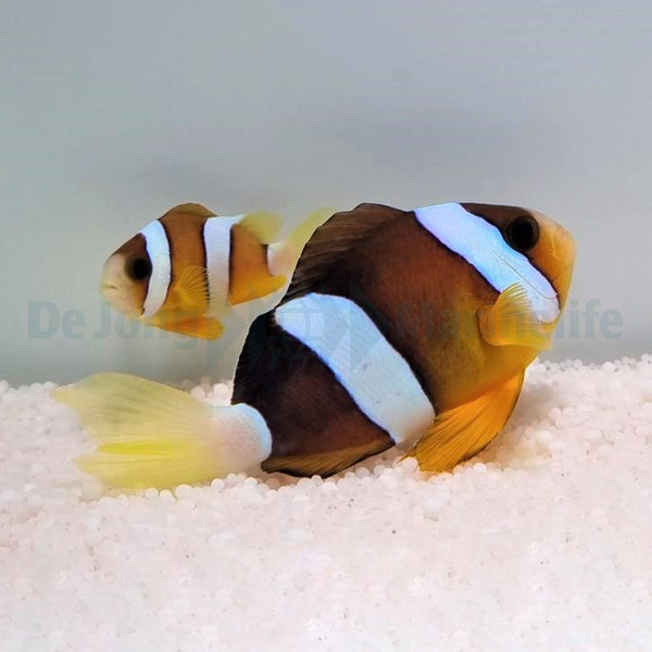 Amphiprion clarkii (pair)