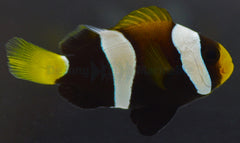Amphiprion clarkii (Black) - DJM Bred
