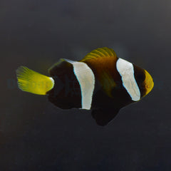 Amphiprion clarkii (Black) - DJM Bred