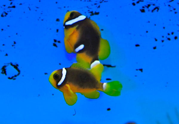 Amphiprion clarkii (Black Deluxe) - T.B.