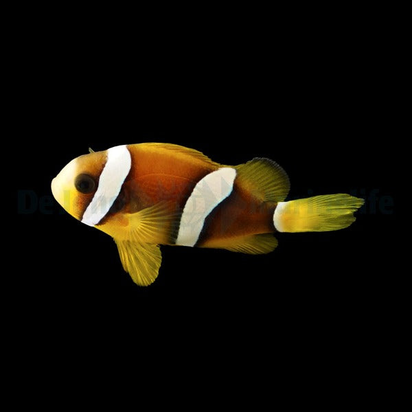 Amphiprion clarkii - DJM Bred