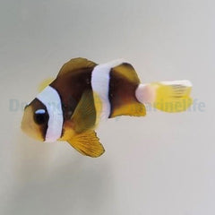 Amphiprion clarkii (Pearl Eye) - T.B.