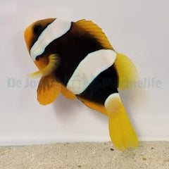 Amphiprion clarkii PNG