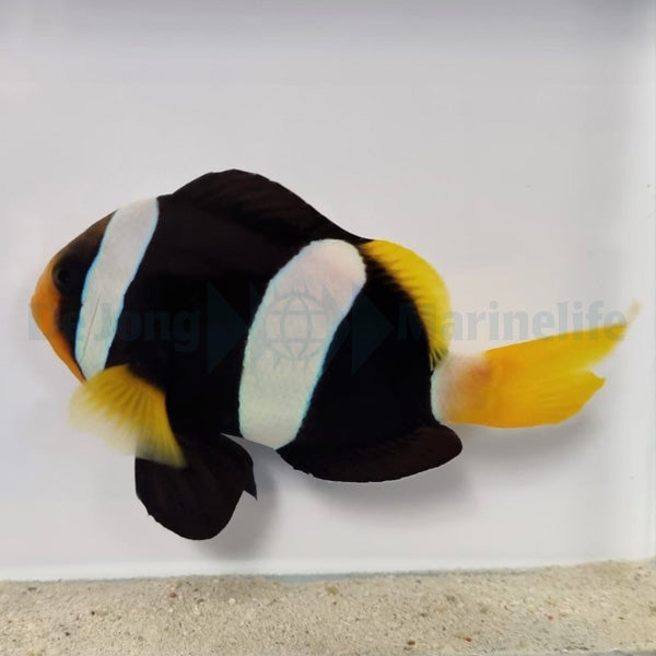 Amphiprion clarkii PNG (pair)