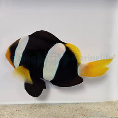 Amphiprion clarkii PNG (pair)